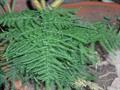 Asparagus plumosus